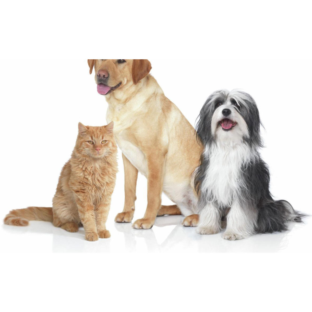 Пылесос Bosch BGS 5ZOO RU